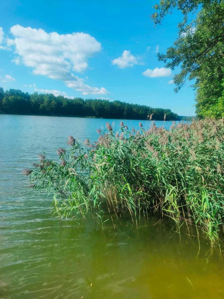 Działka rolno-budowlana Sidory. Zdjęcie 5