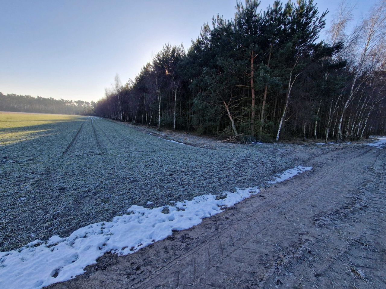 Działka leśna Goździków. Zdjęcie 5