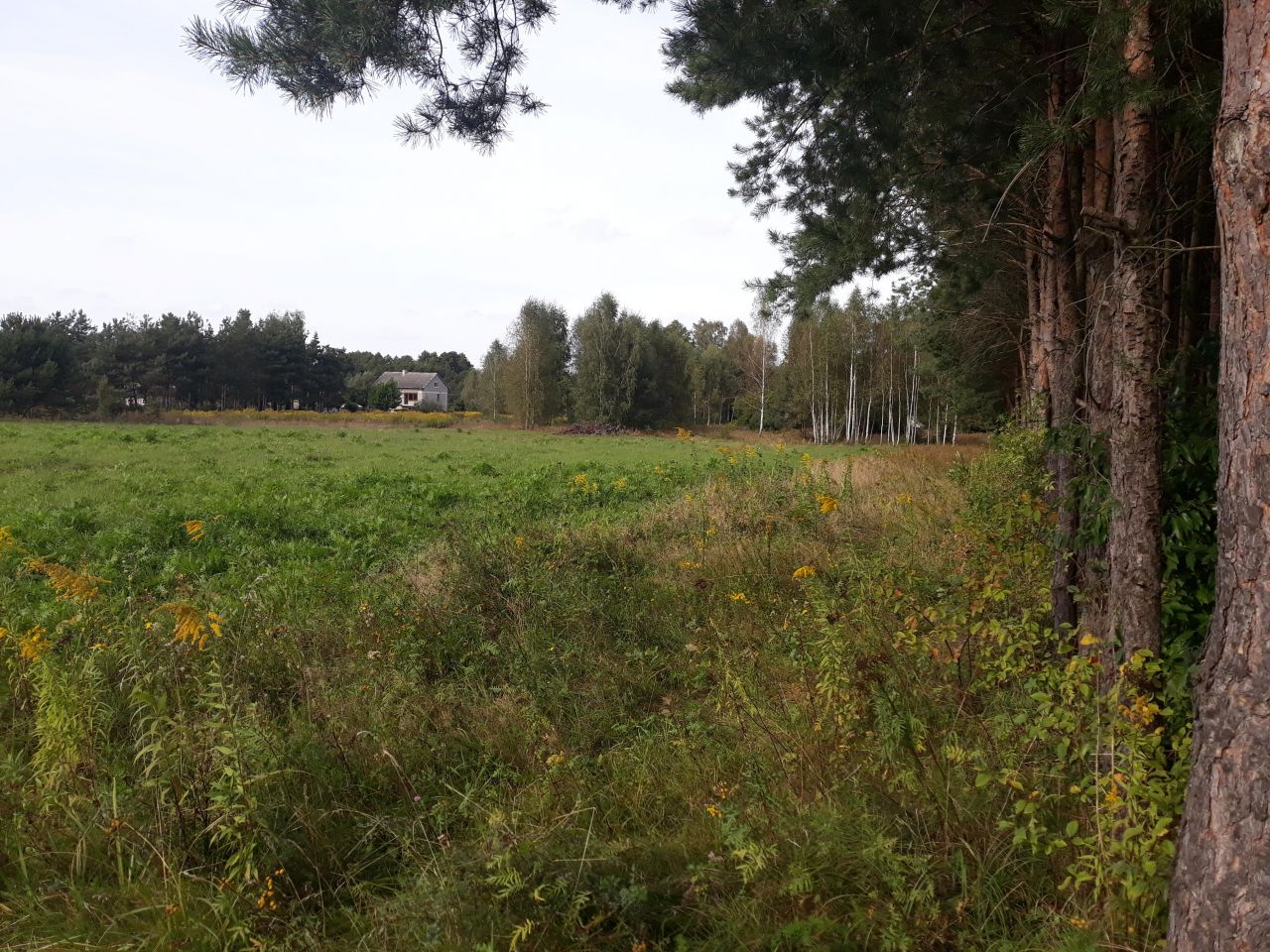 Działka rolno-budowlana Słubica A, ul. Zarzeczna. Zdjęcie 5