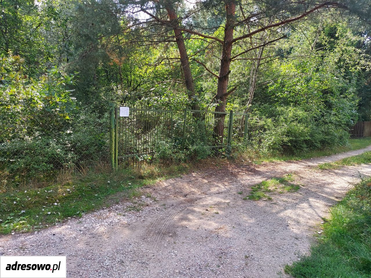 Działka leśna Świniotop. Zdjęcie 2