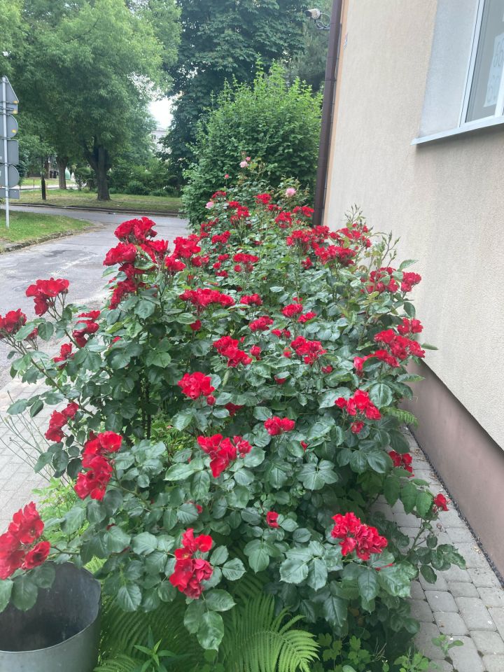 Mieszkanie 3-pokojowe Rzeszów Śródmieście, ul. Marii Skłodowskiej-Curie. Zdjęcie 1