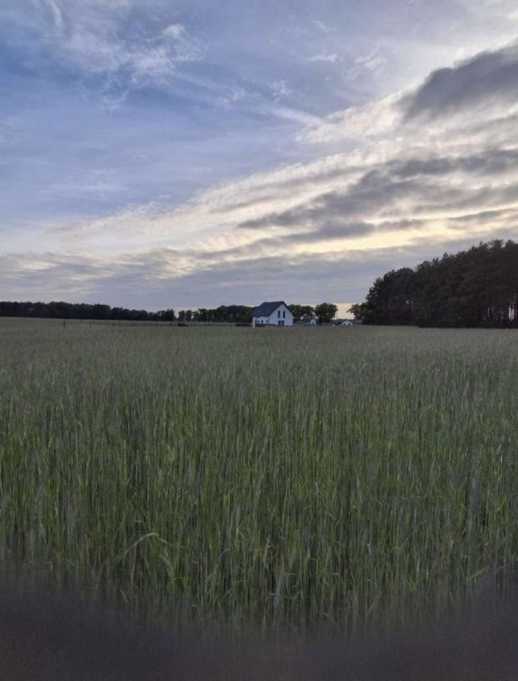 Działka rolno-budowlana Borówno. Zdjęcie 6