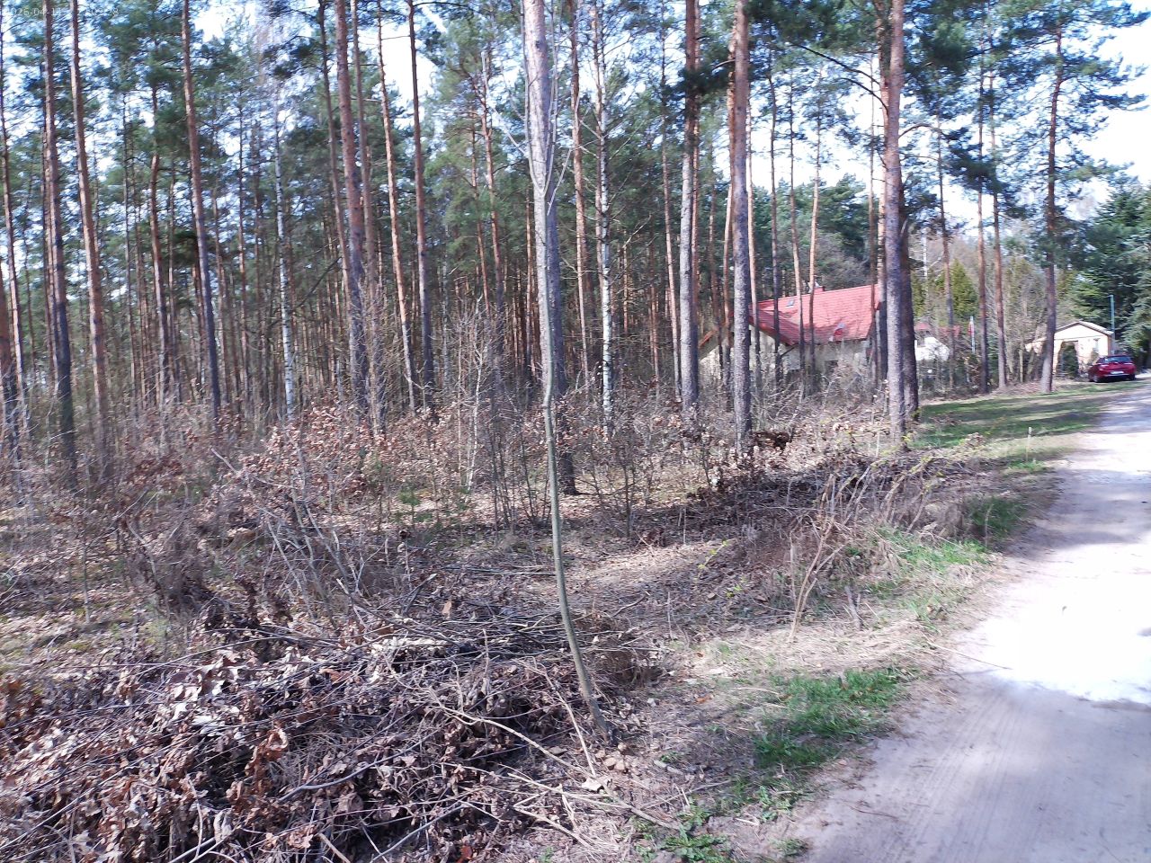 Działka leśna Marynino. Zdjęcie 25