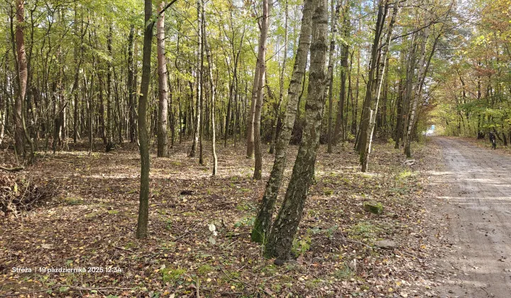 Działka leśna Łódź Feliksin, ul. Ziemiańska