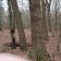Działka leśna Osobnica Wiśniówki. Zdjęcie 6
