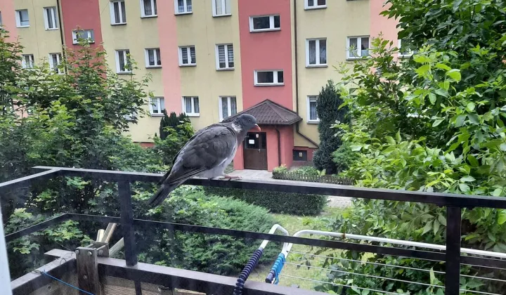 Mieszkanie 3-pokojowe Żuromin, ul. Szkolna