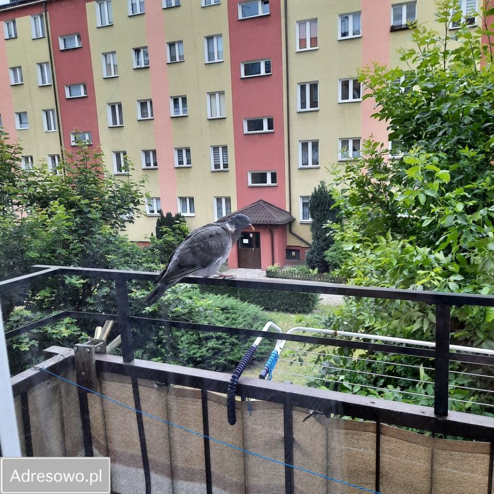 Mieszkanie 3-pokojowe Żuromin, ul. Szkolna. Zdjęcie 2