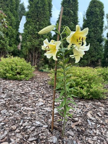 Działka rod Krępa, ul. Długa. Zdjęcie 14
