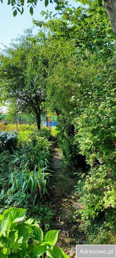 Działka rod Gliwice Wójtowa Wieś, ul. Ku Dołom. Zdjęcie 3