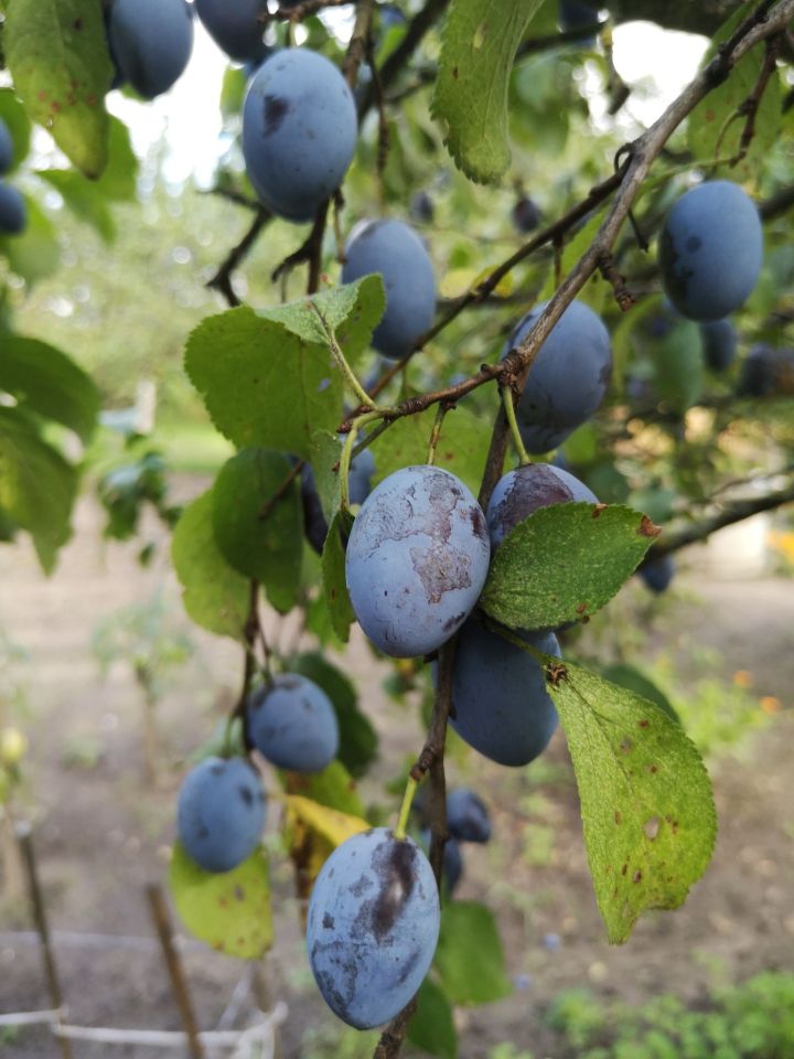 Działka rod Szczecin Świerczewo, ul. Tenisowa. Zdjęcie 6