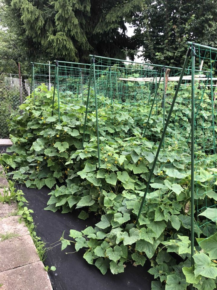 Działka rod Giżycko. Zdjęcie 4