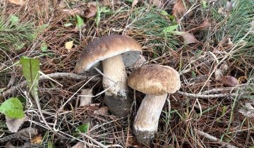 Działka budowlana Nakla, ul. Glinowska