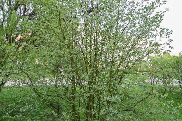 Mieszkanie 2-pokojowe Szczecin, ul. Sosnowa. Zdjęcie 13