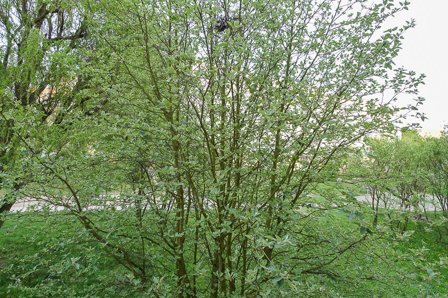 Mieszkanie 2-pokojowe Szczecin, ul. Sosnowa. Zdjęcie 13