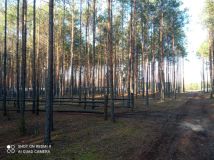 Działka leśna Karolinów. Zdjęcie 3