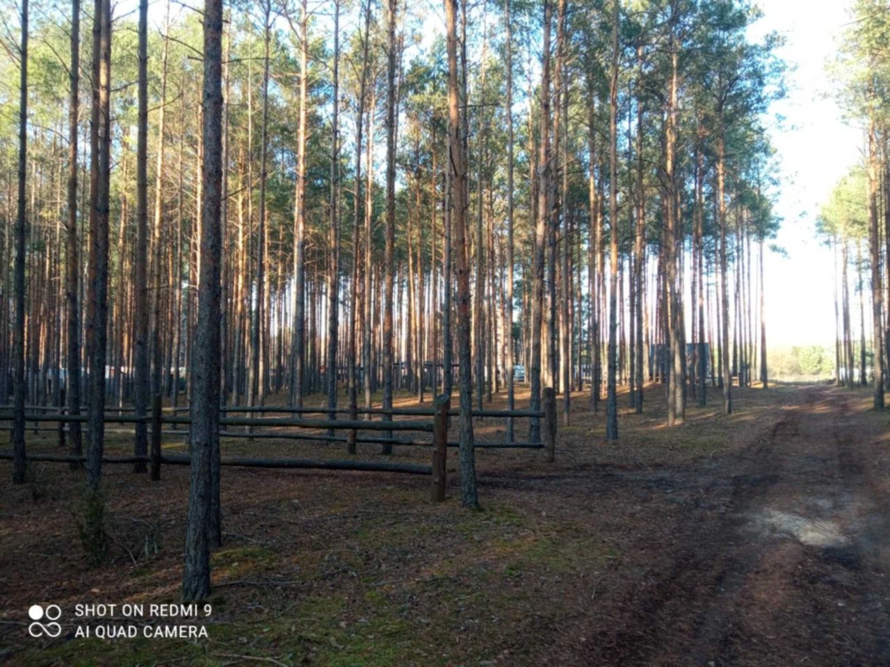 Działka leśna Karolinów. Zdjęcie 4