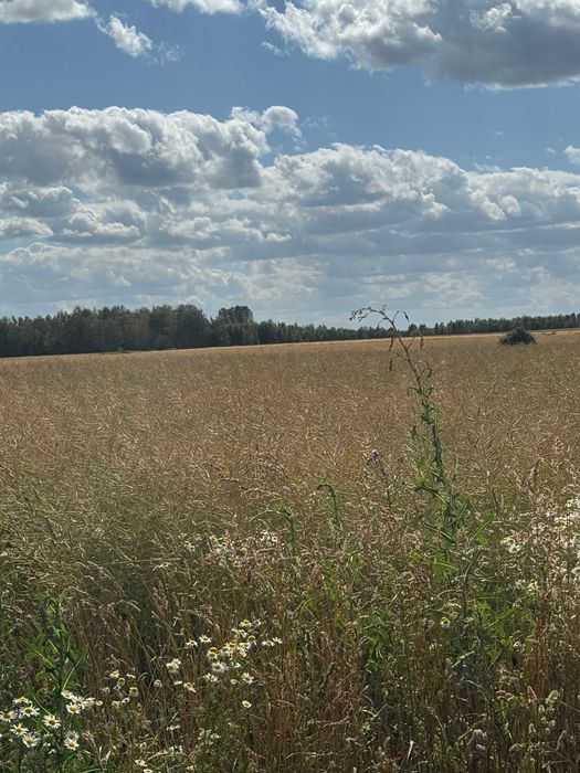 Działka budowlana Paprotnia. Zdjęcie 3
