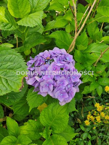 Działka rekreacyjna Kazimierz. Zdjęcie 4