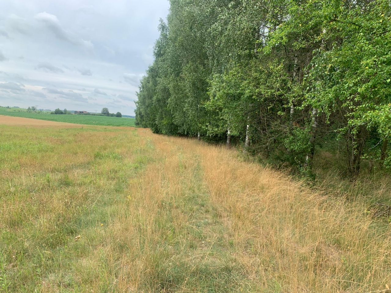 Działka rolna Różyn. Zdjęcie 4