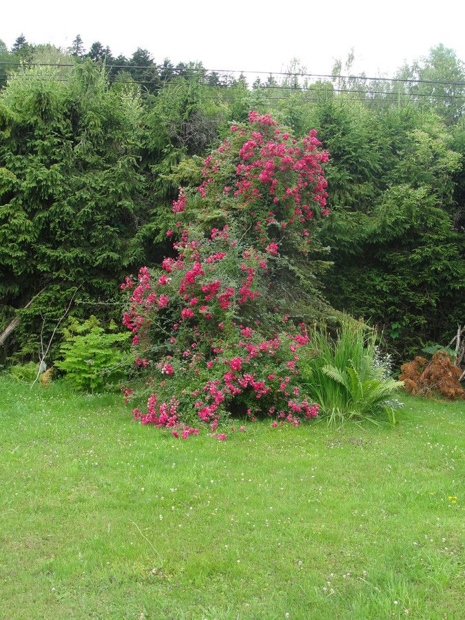 Działka budowlana Klimkówka. Zdjęcie 9