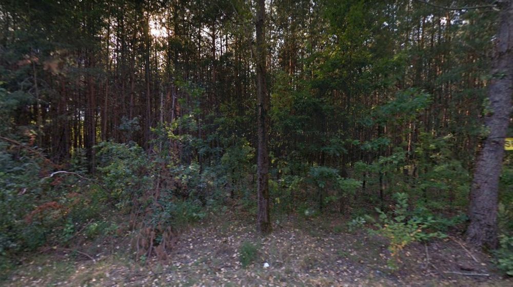 Działka leśna Grzegorzewice. Zdjęcie 3