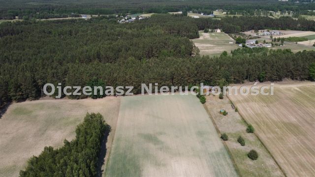 Działka leśna Jędrzejewo. Zdjęcie 2