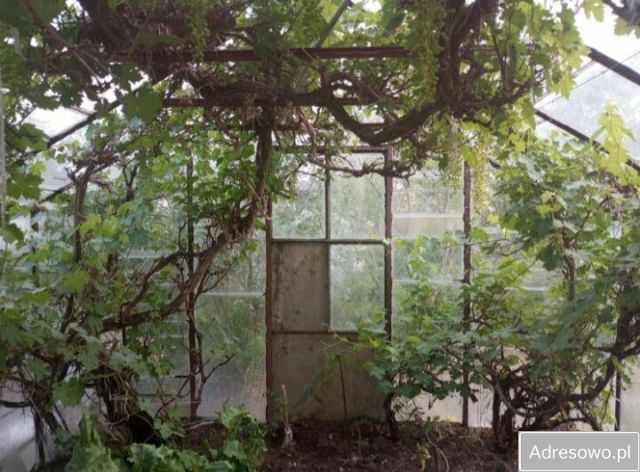 Działka rod Łask. Zdjęcie 1