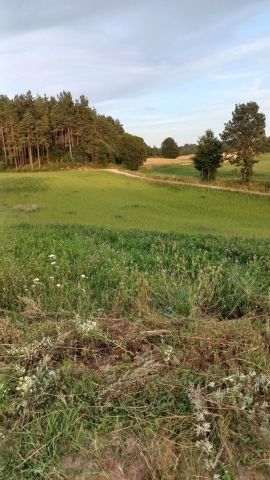 Działka siedliskowa Strzepcz. Zdjęcie 1