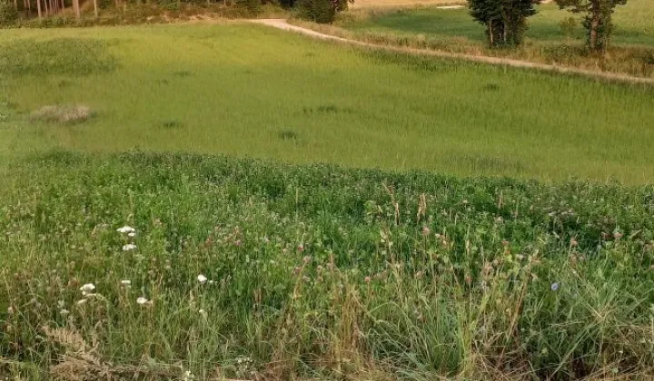 Działka siedliskowa Strzepcz