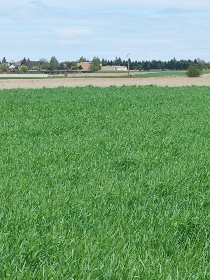 Działka budowlana Zacharzew, ul. Gorzycka. Zdjęcie 8