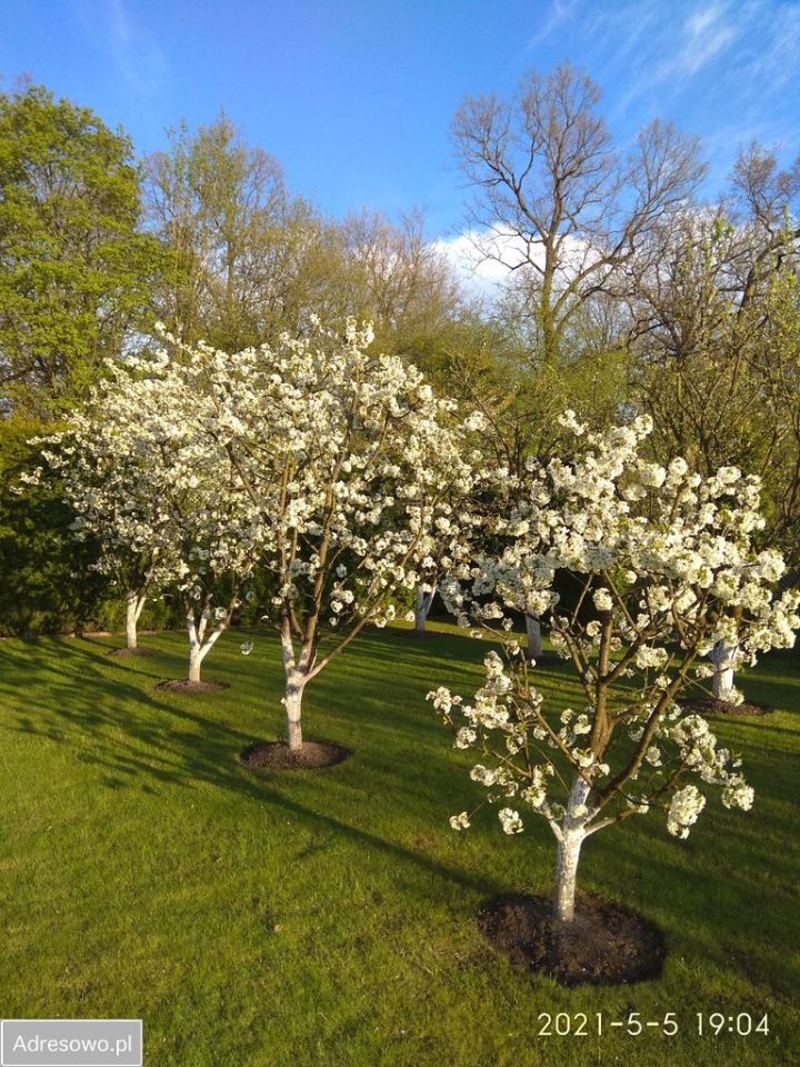 dom wolnostojący, 4 pokoje Księginice. Zdjęcie 10