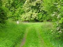 Działka siedliskowa Miodary. Zdjęcie 2