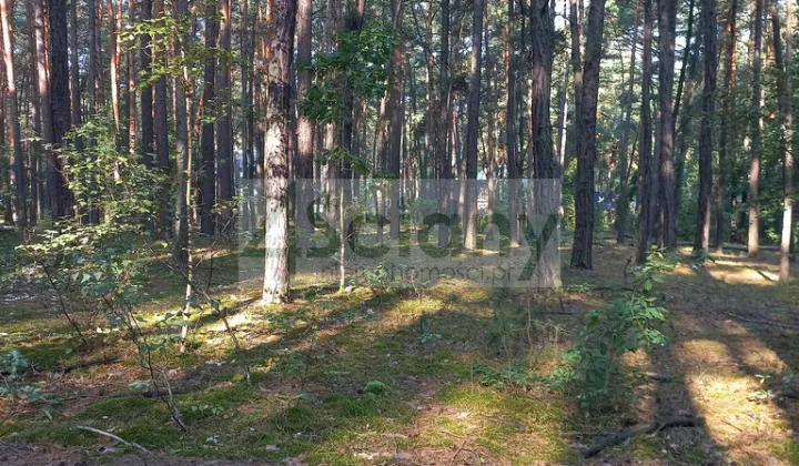 Działka leśna Sękocin-Las