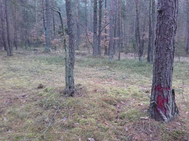 Działka leśna Pradła. Zdjęcie 1