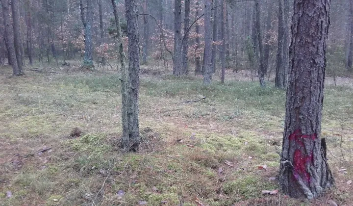 Działka leśna Pradła