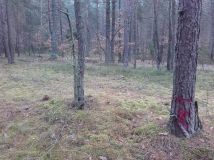 Działka leśna Pradła