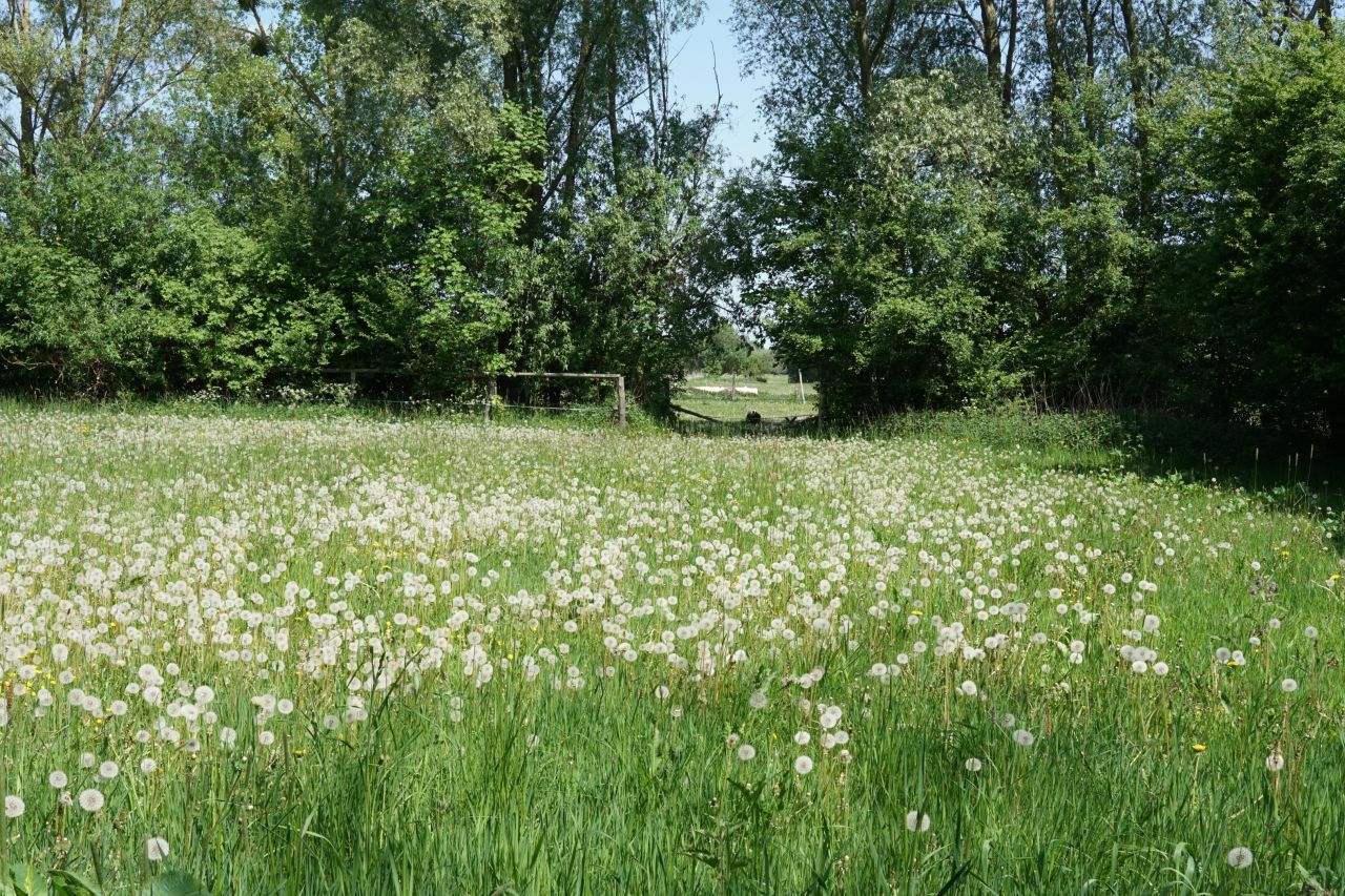 Działka rolno-budowlana Jezioro. Zdjęcie 5