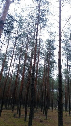 Działka leśna Siemiatycze-Stacja, Droga krajowa 19. Zdjęcie 2