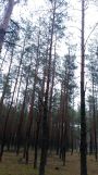 Działka leśna Siemiatycze, ul. 11 Listopada. Zdjęcie 1