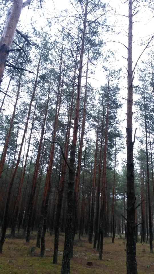 Działka leśna Siemiatycze-Stacja, Droga krajowa 19. Zdjęcie 2