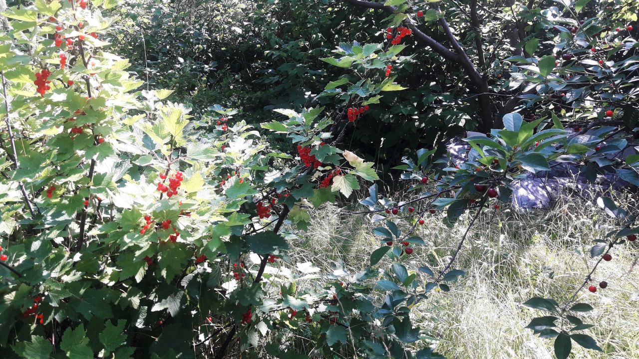 Działka rod Rębiechowo. Zdjęcie 7