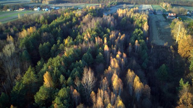 siedlisko Krzywie. Zdjęcie 13