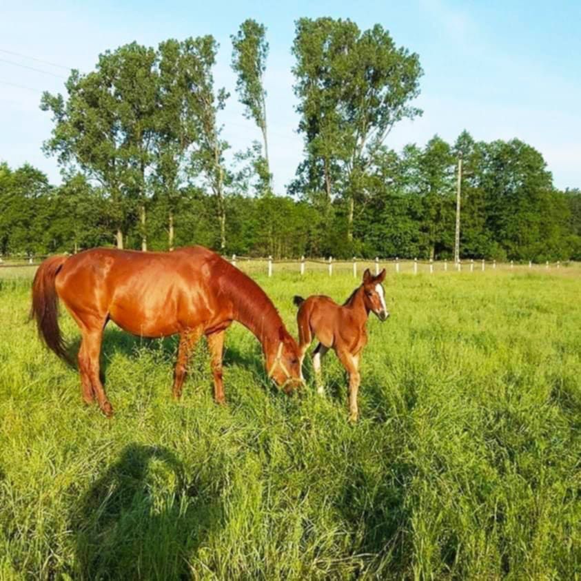 Działka budowlana Gostyń, Czereśniowa. Zdjęcie 7