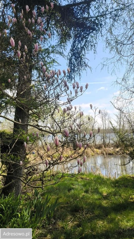 Działka rolno-budowlana Jasiniec. Zdjęcie 6
