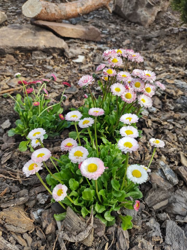 dom wolnostojący, 6 pokoi Mniów Raszówka, ul. Raszówka. Zdjęcie 31