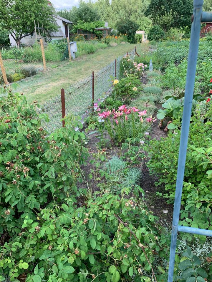 Działka rod Dankowo. Zdjęcie 3