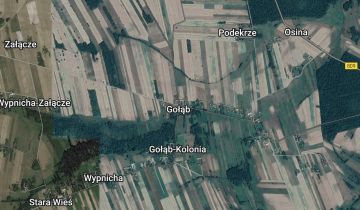 Lokal Gołąb