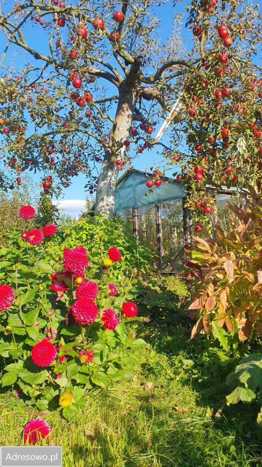 Działka rod Szczecin Śródmieście. Zdjęcie 5