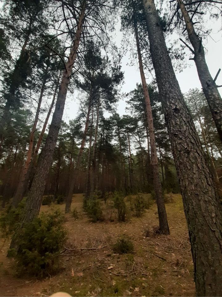 Działka leśna Grabowo