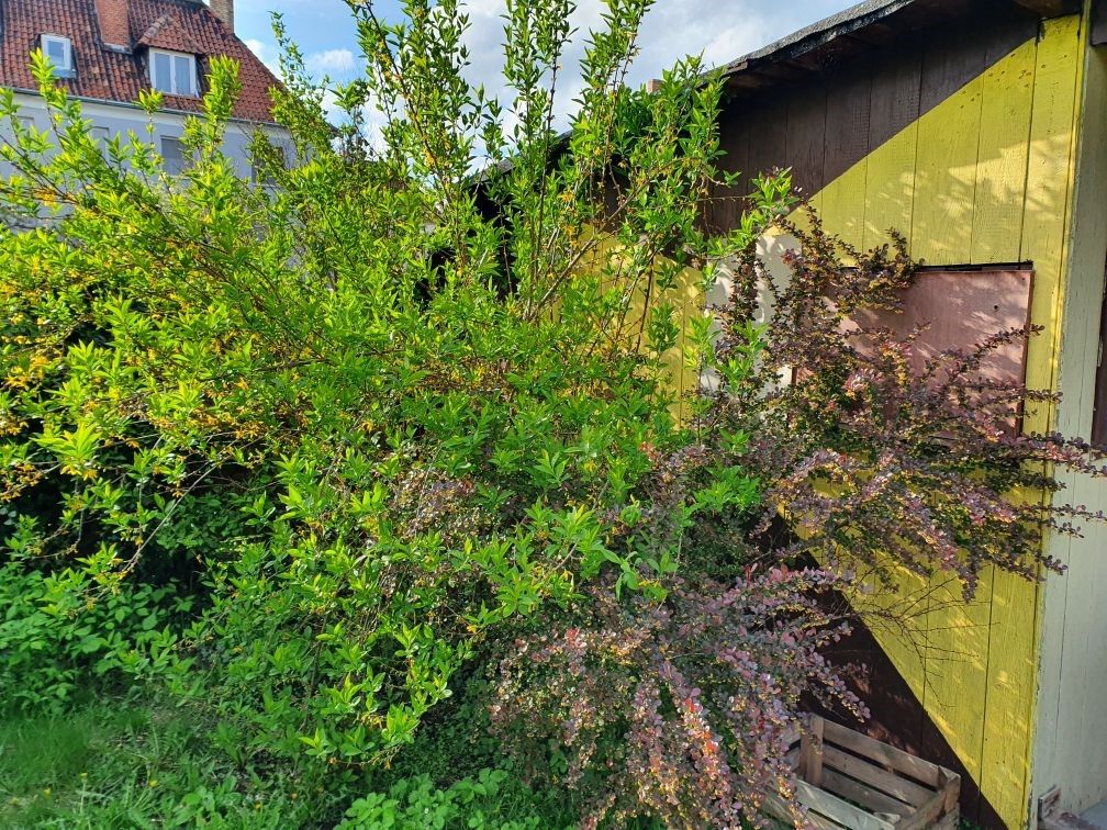 Działka rod Malbork, ul. Toruńska. Zdjęcie 7